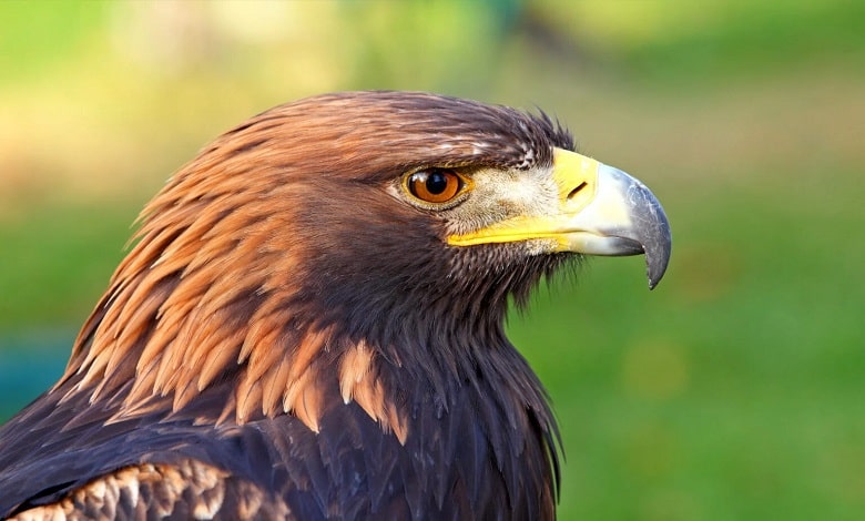 عقاب طلایی