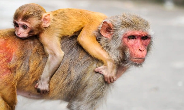 میمون و نوزادش در بنگلادش