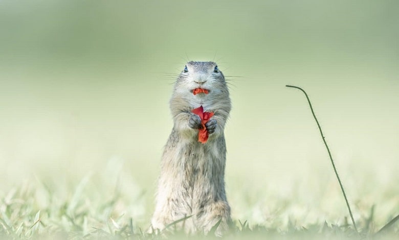 سنجاب در حال خوردن گل