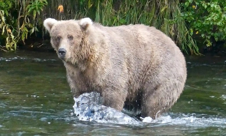 یک خرس در رودخانه در جستجوی غذا