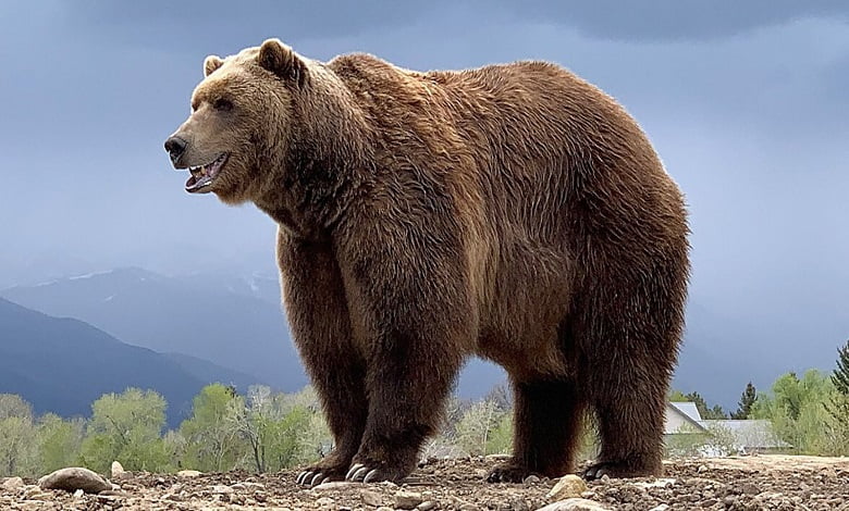 10 مورد از بهترین مکان ها برای تماشای خرس ها