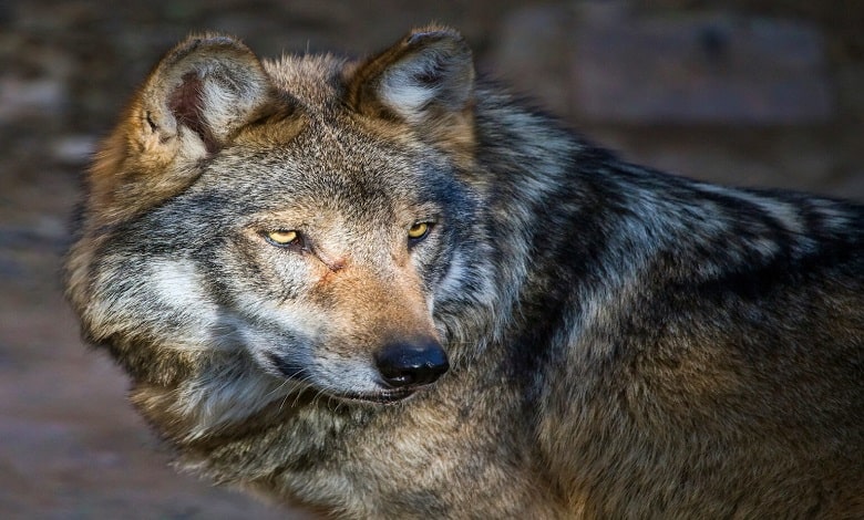 10 مورد از زیباترین گرگ های جهان