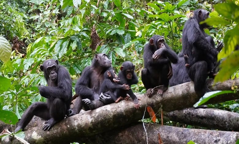 گروهی از شامپانزه ها بر روی درخت