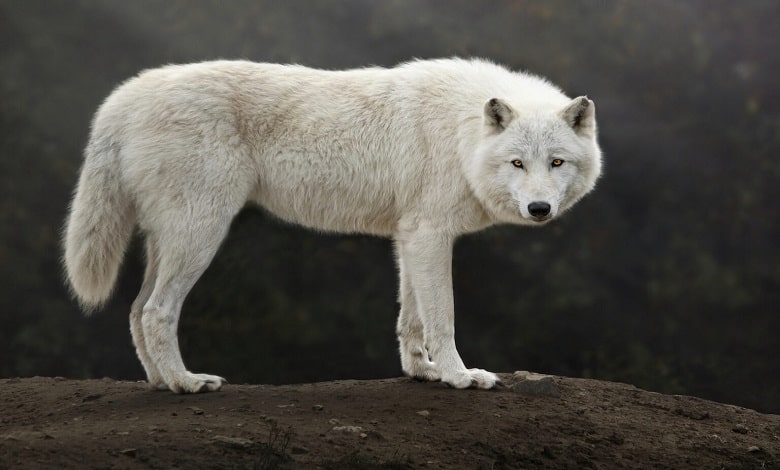 گرگ های قطب شمال