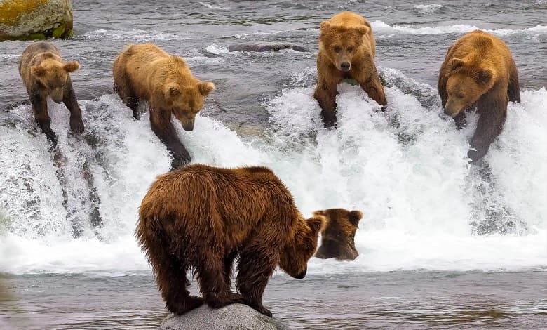 خرس ها در حال ماهیگیری