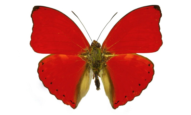 پروانه گلایدر قرمز خونی