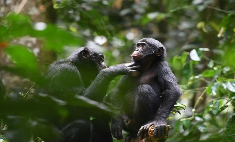 بونوبوها در حال حفاظت از یکدیگر