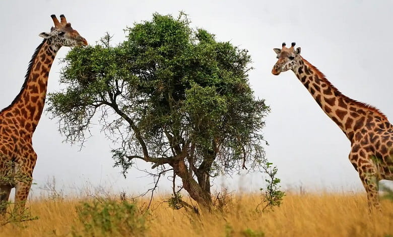 زرافه ها در پارک ملی کنیا