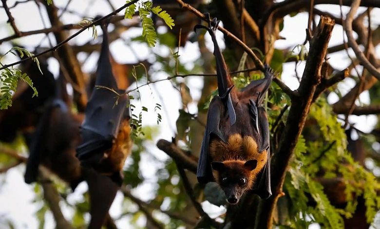 خفاش های هندی بر روی تنه درخت