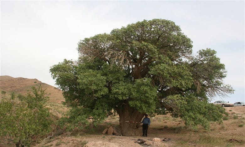 تشدید حفاظت از 14 درخت ثبت ملی شده در کرمانشاه