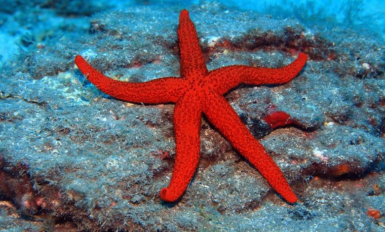 ستاره دریای سرخ مدیترانه