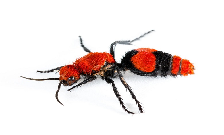 مورچه قرمز مخملی