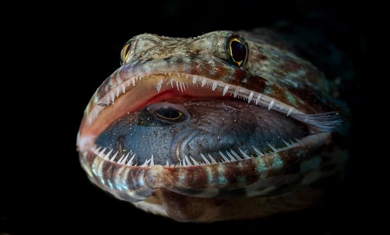 دهان باز یک مارمولک ماهی 