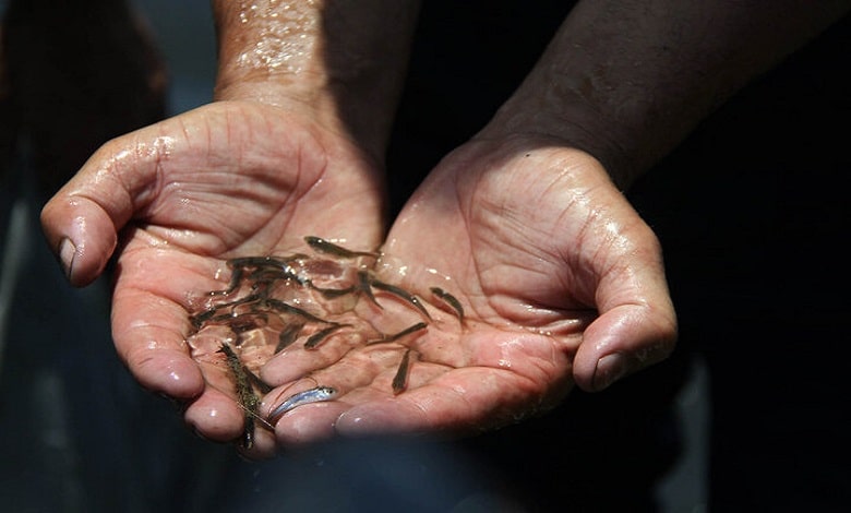 460 هزار بچه ماهی در تالاب شادگان رها شدند