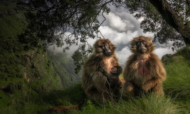 خانواده میمون ها در ارتفاعات اتیوپی