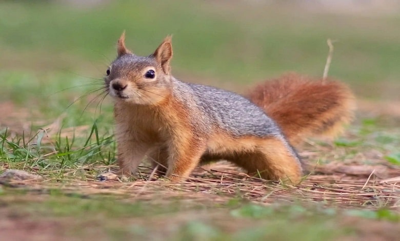 سنجاب کوچه در جستجوی غذا
