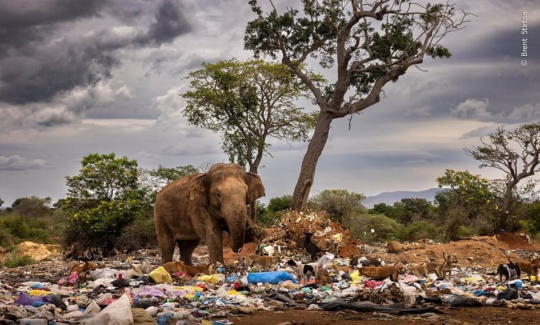 حیوانات در جستجوی غذا در زباله دان