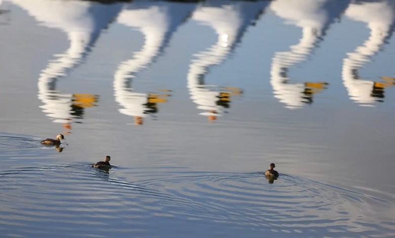 جوجه اردک ها در حال شنا