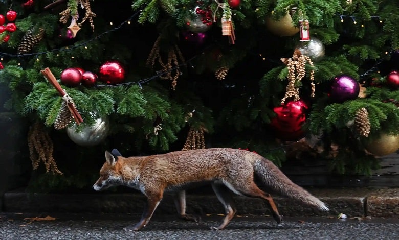 روباه در کریسمس