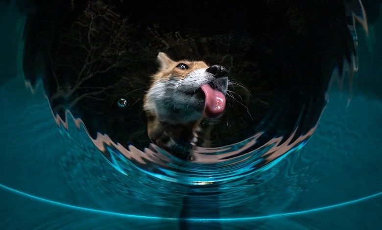 روباه در حال آب خوردن