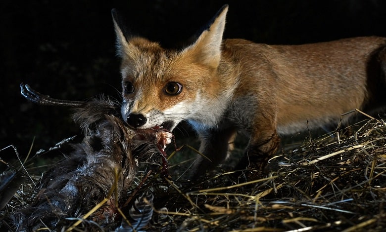 روباه در حال غذا خوردن
