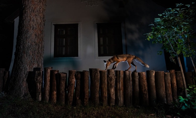 روباه در حال کاوش خانه