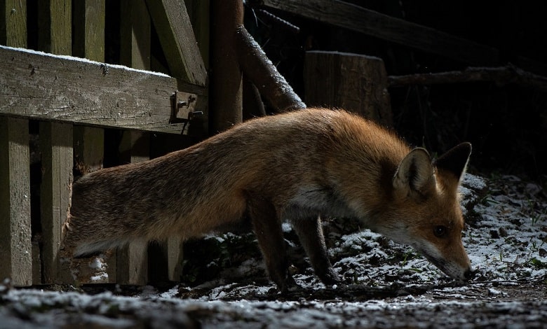 روباه در جستجوی غذا