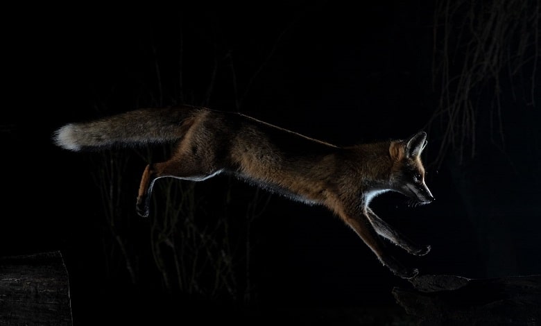 روباه در حال پرش