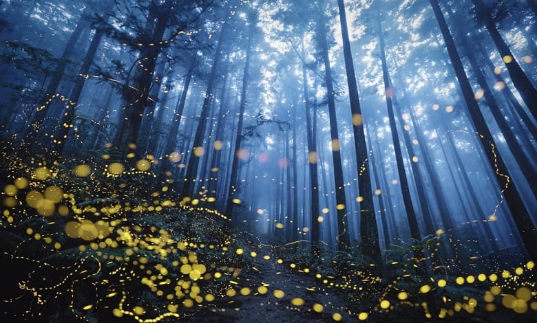 سنجاقک نورانی در جنگل