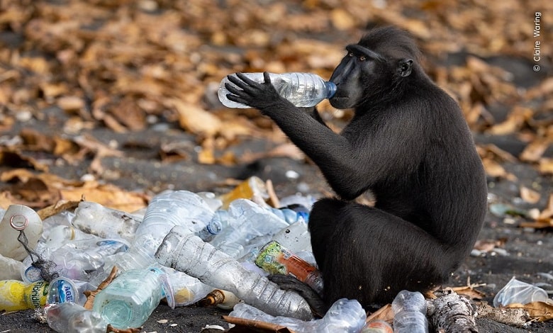 میمون در حال خوردن نوشیدنی در زباله ها