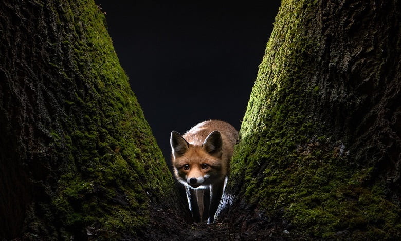 روایت زندگی روباه قرمز وحشی در هشت ماه