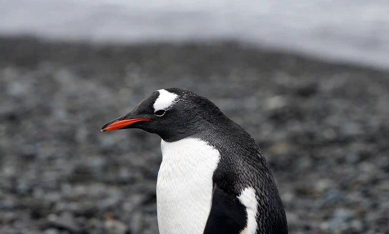 پنگوئن متفکر در کنار جزیره