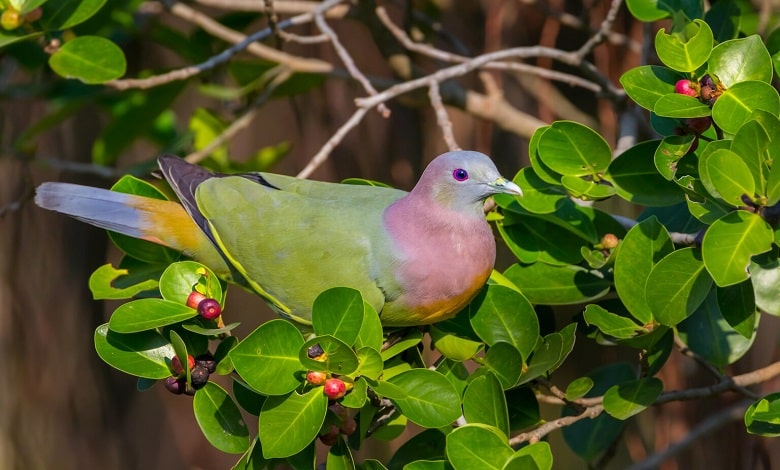 کبوتر سبز گردن صورتی