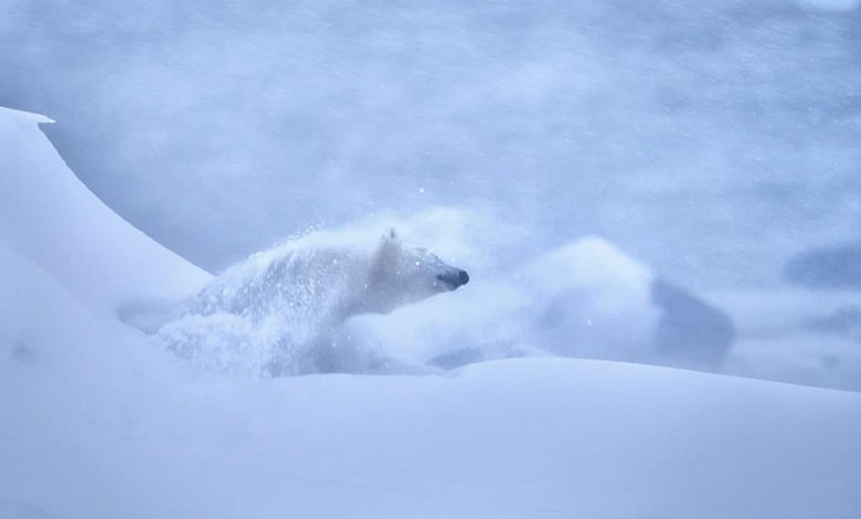خرس قطبی بازی در برف