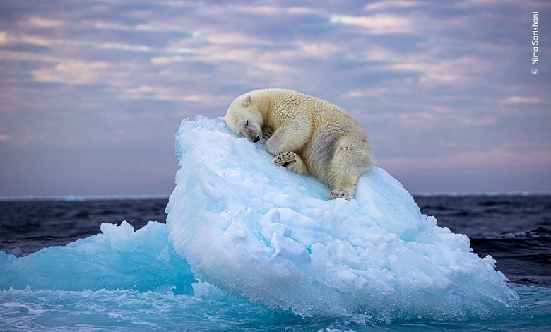 خوابیدن خرس قطبی بر روی یخ