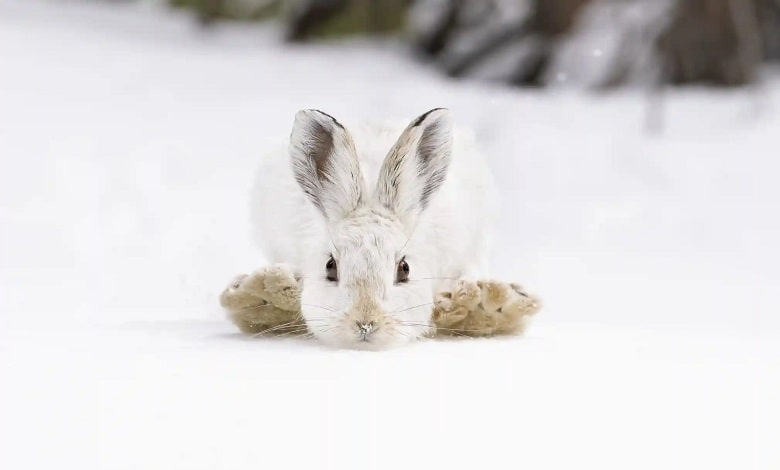 خرگوش دراز کشیده بر روی برف ها