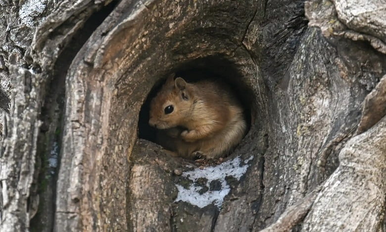 سنجاب درون درخت