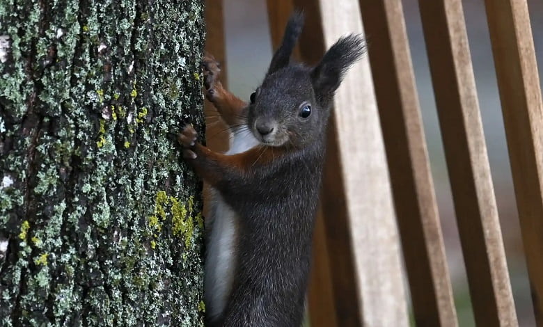 سنجاب بر روی درخت