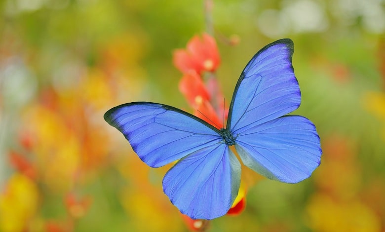 ده مورد از زیباترین پروانه های جهان