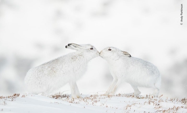 بوسه دو خرگوش