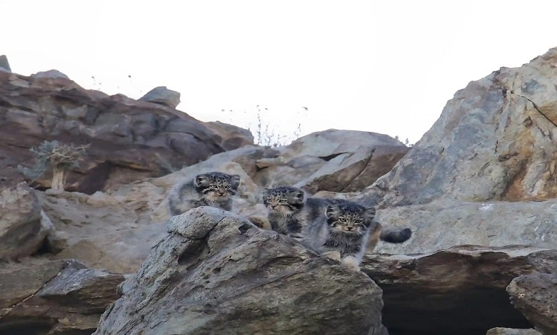 سه گربه پالاس جوان در صخره