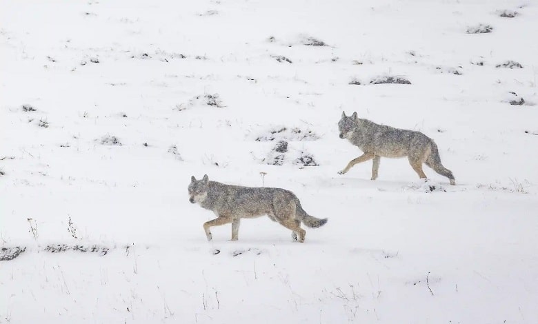 گرگ ها در سرمای زمستان در کوهستان