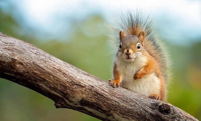 10 مورد از زیباترین سنجاب های جهان