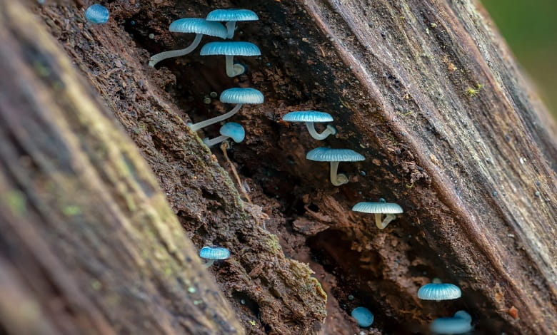 10 مورد از رنگارنگ ترین قارچ های جهان
