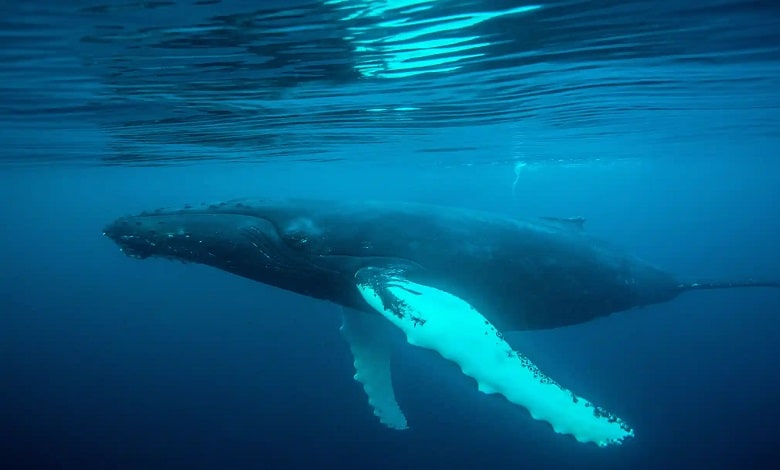 یک نهنگ گوژپشت در آب‌های بریتانیا