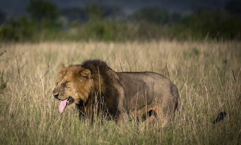 پرسه زدن یک شیر در در اطراف پارک ملی ملکه الیزابت