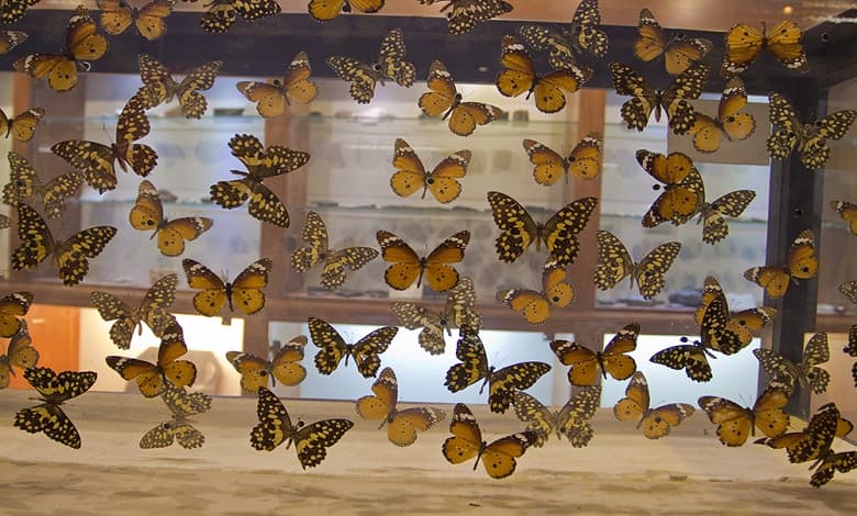 سالن پروانه های موزه حیات وحش دارآباد