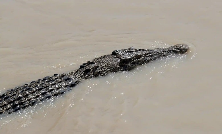 استتار یک تمساح بزرگ در استرالیا 