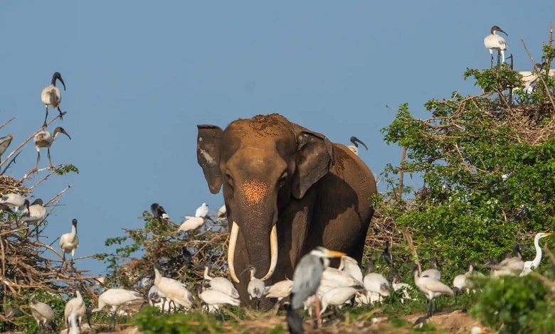 فیل در حال قدم زدن در سریلانکا