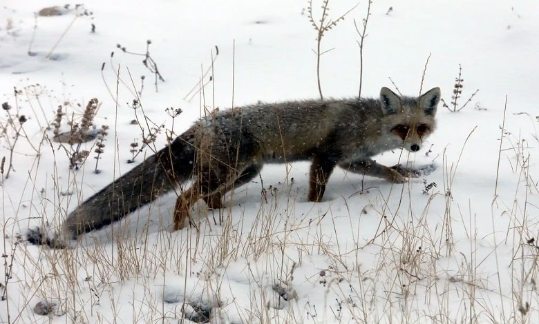 روباه گرسنه در جستجوی غذا